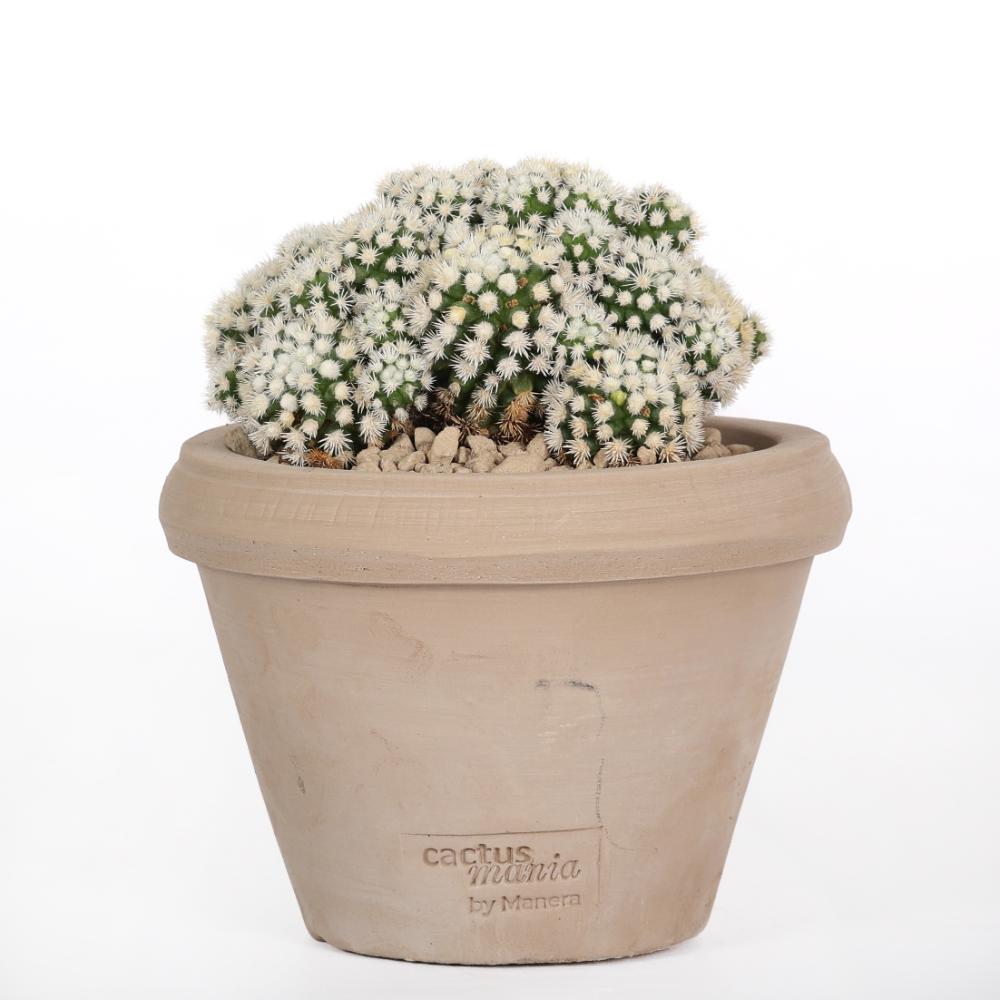Mammillaria gracilis Oruga Ø14