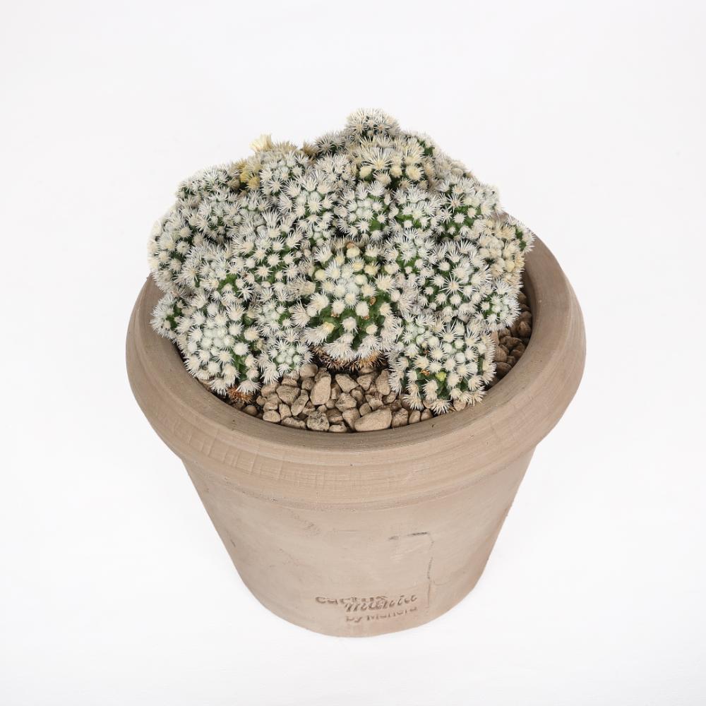 Mammillaria gracilis Oruga Ø14 - immagine 2