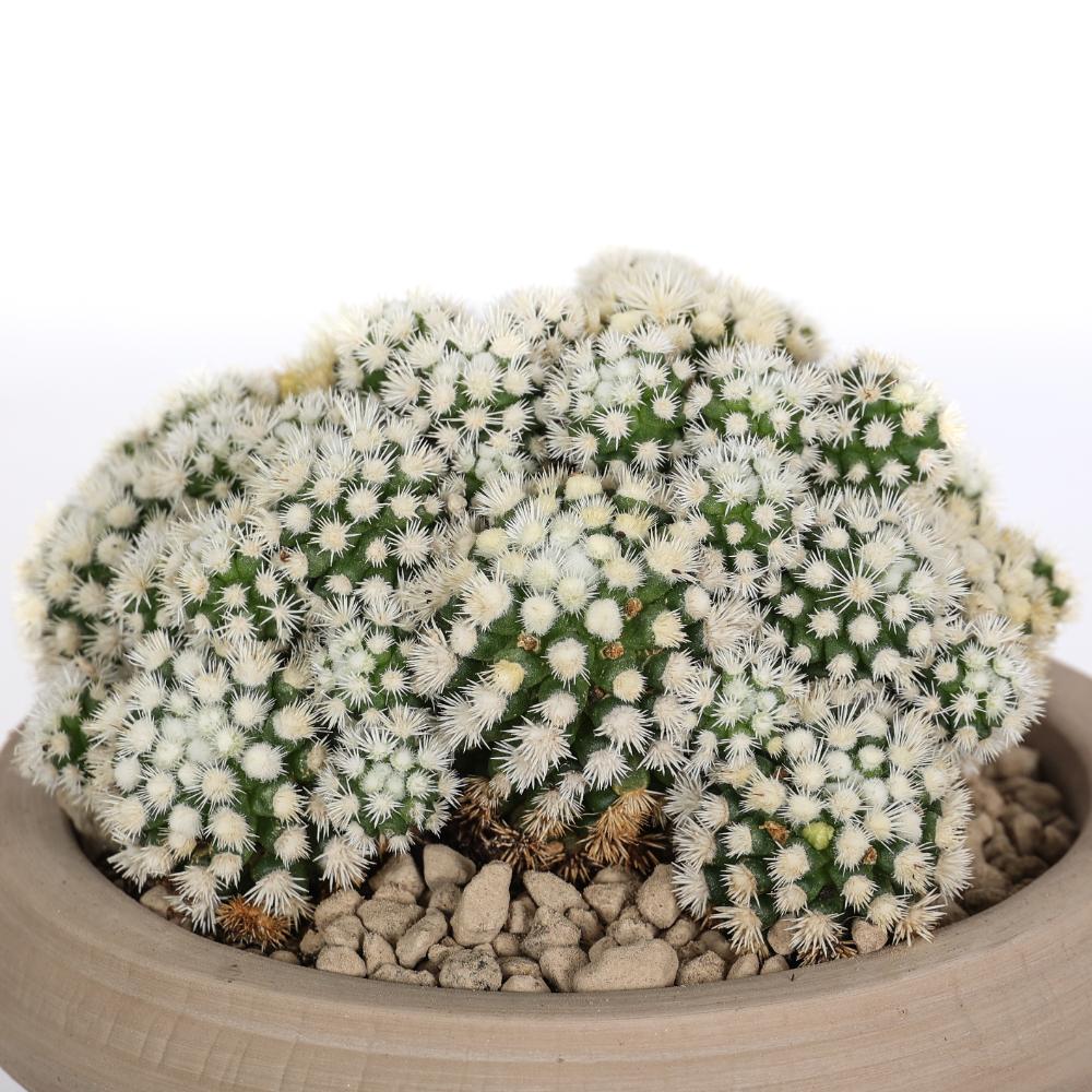 Mammillaria gracilis Oruga Ø14 - immagine 3