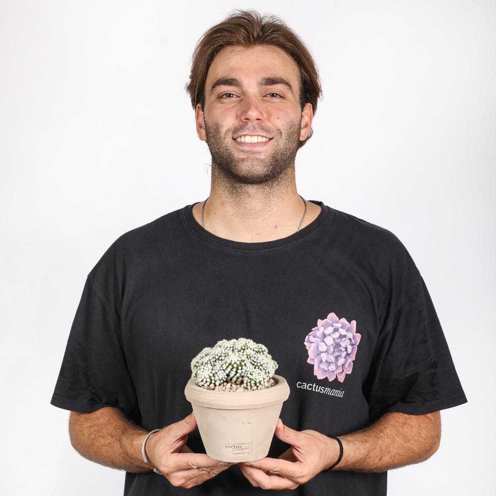Mammillaria gracilis Oruga Ø14 - immagine 4