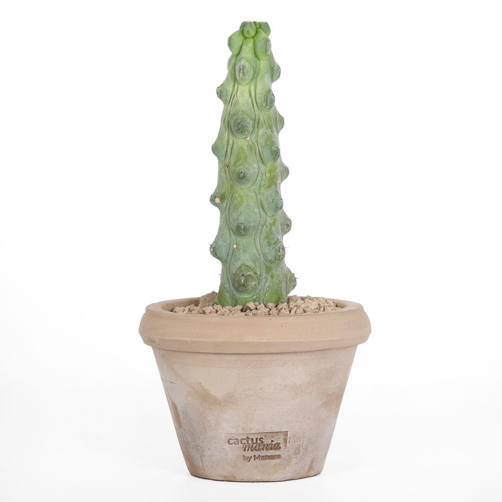 Myrtillocactus geometrizans Fukurokuryuzinboku Ø14