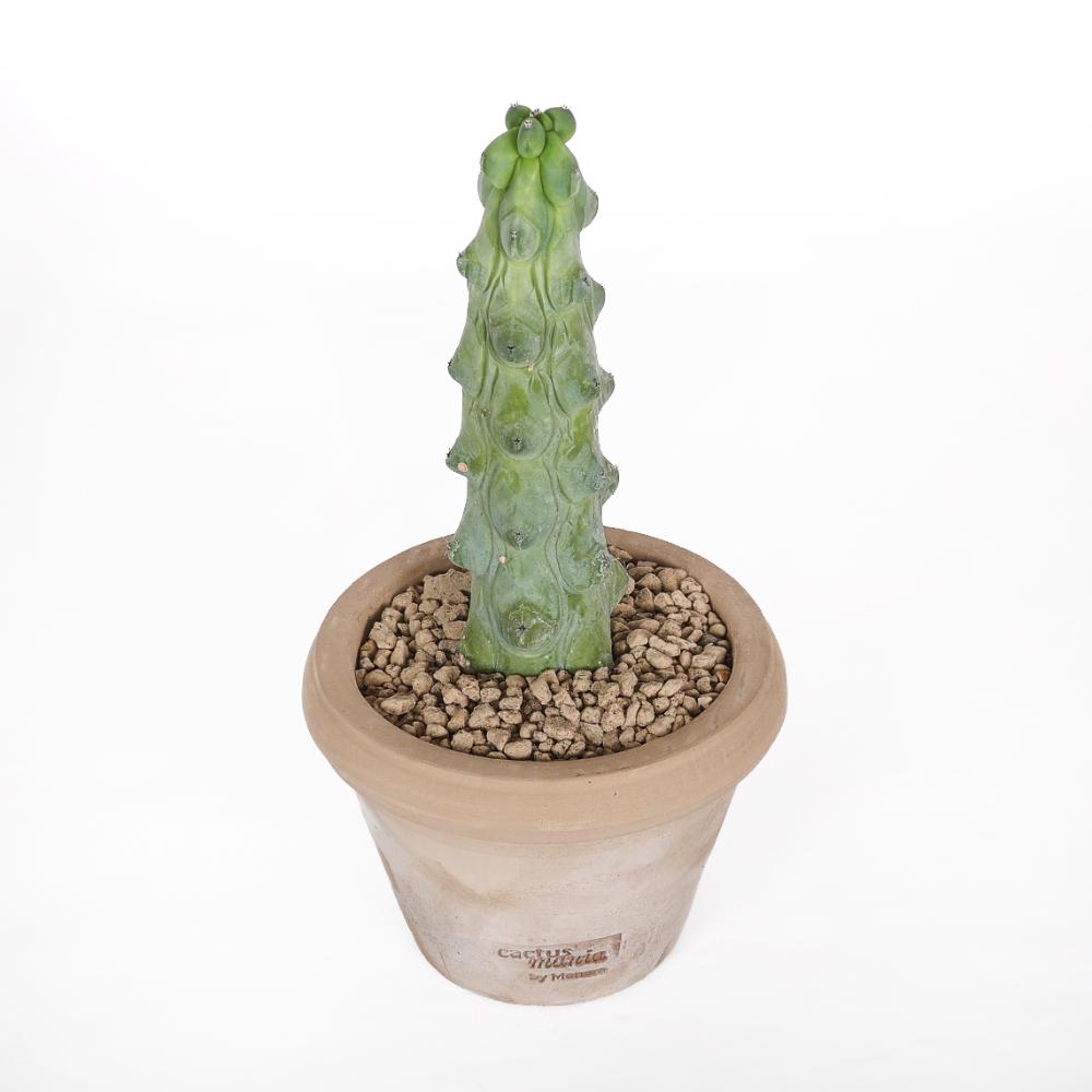 Myrtillocactus geometrizans Fukurokuryuzinboku Ø14 - immagine 2