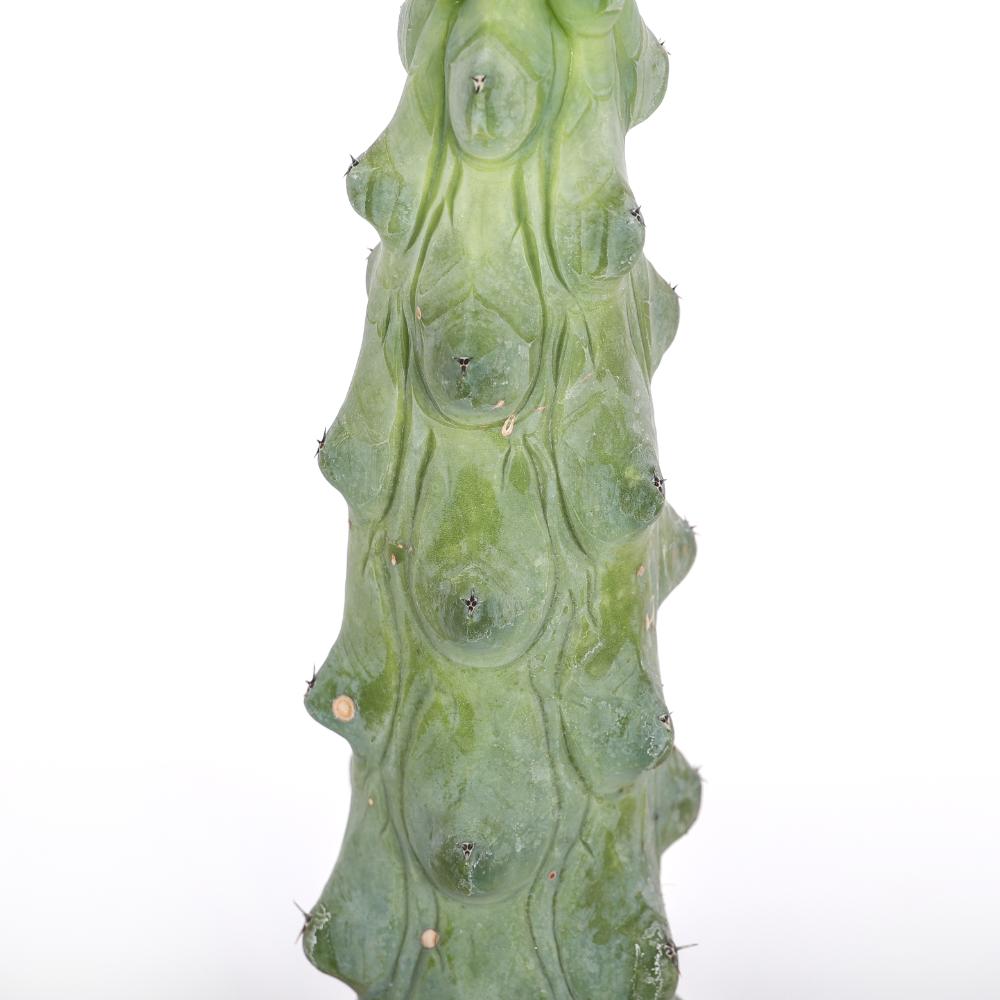 Myrtillocactus geometrizans Fukurokuryuzinboku Ø14 - immagine 3
