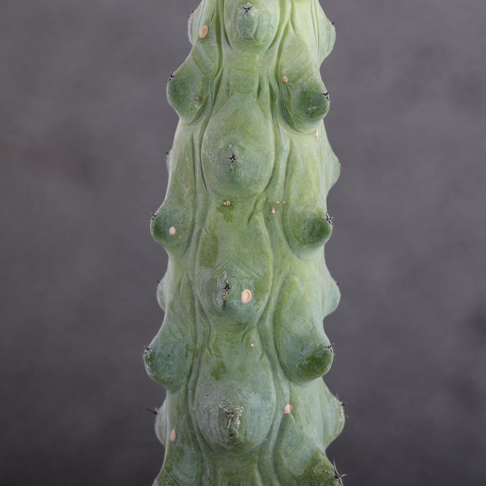 Myrtillocactus geometrizans Fukurokuryuzinboku Ø14 - immagine 4