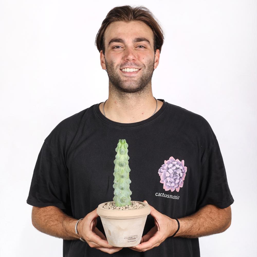 Myrtillocactus geometrizans Fukurokuryuzinboku Ø14 - immagine 5
