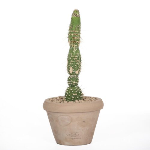 Cleistocactus jujuyensis f. mostruosa Ø14