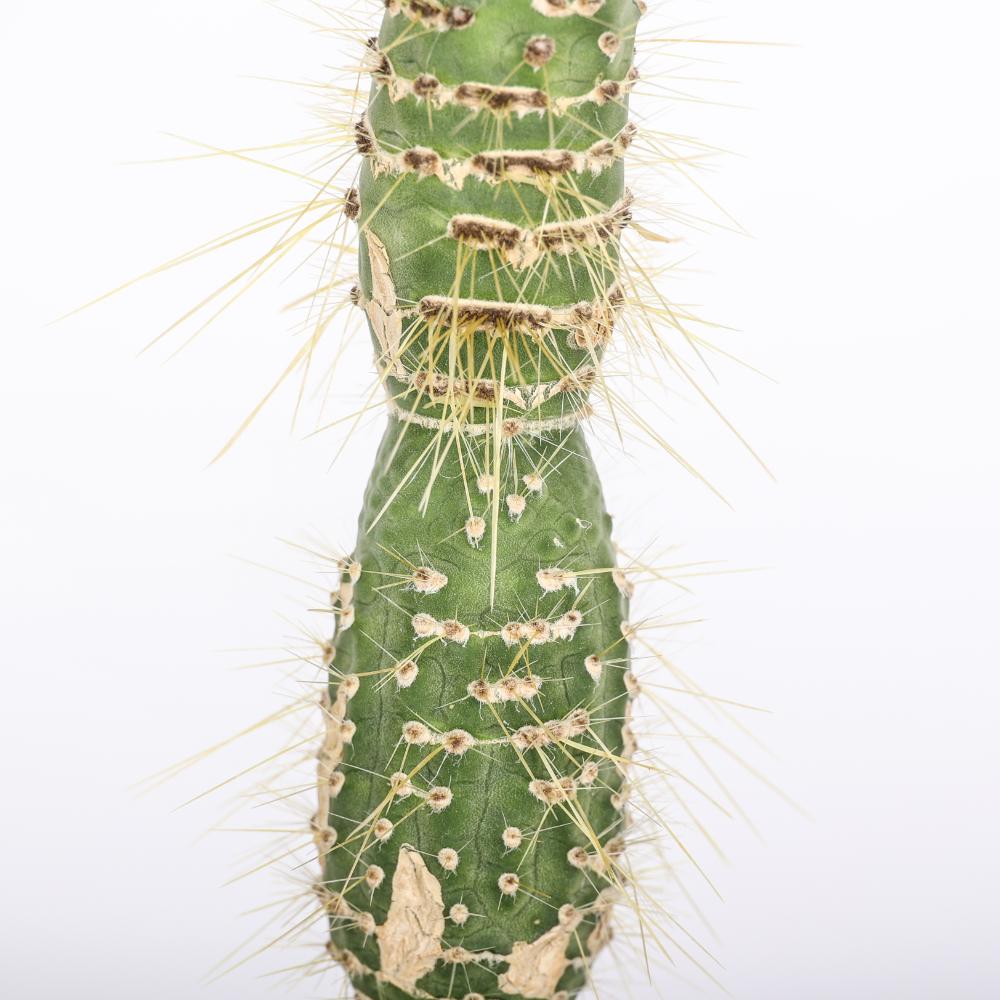 Cleistocactus jujuyensis f. mostruosa Ø14 - immagine 4