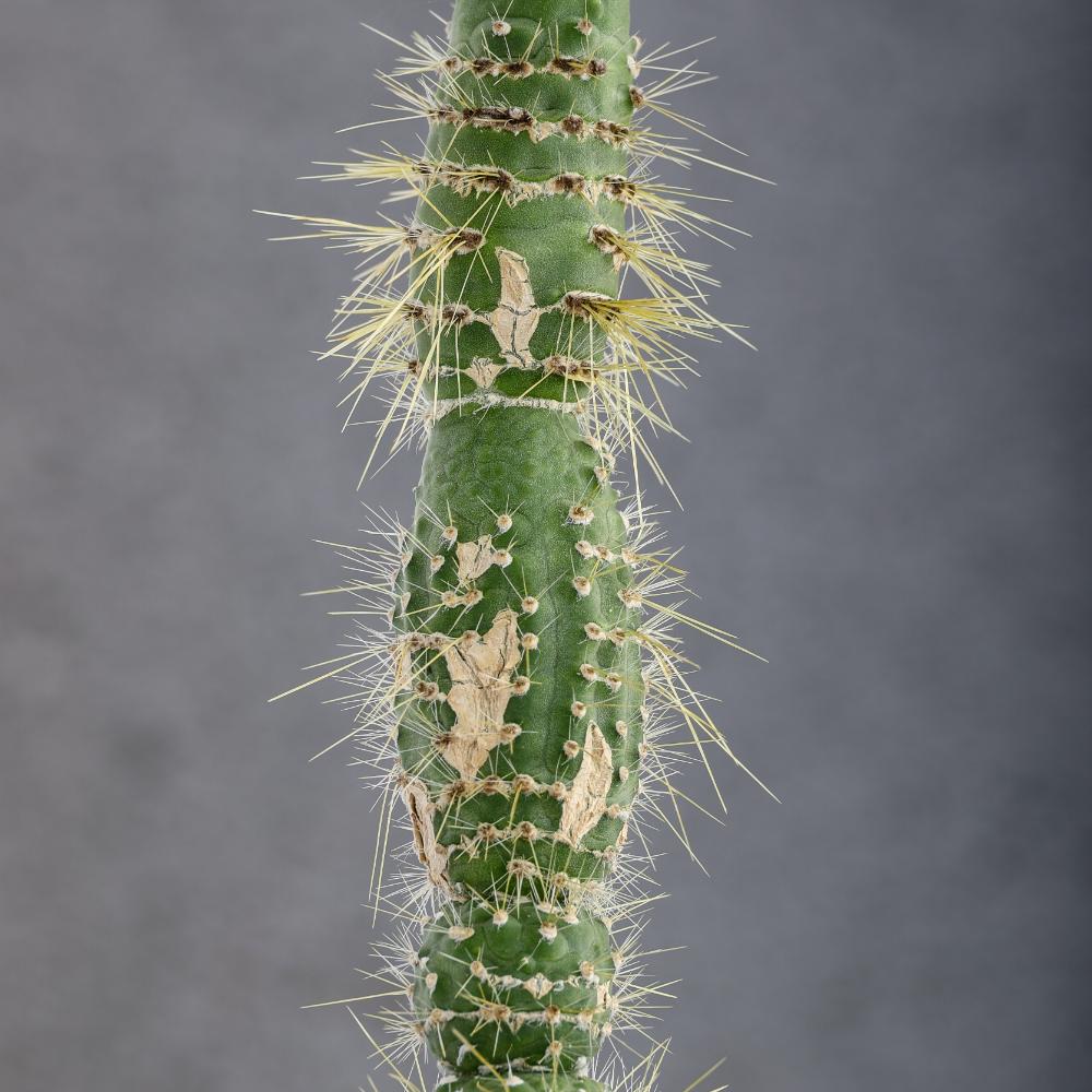 Cleistocactus jujuyensis f. mostruosa Ø14 - immagine 5