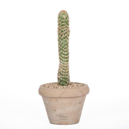 Trichocereus spachianus f. mostruosa Ø14