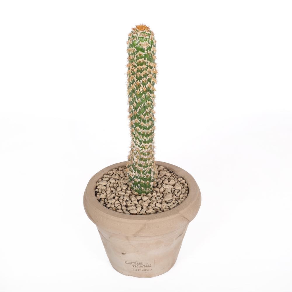 Trichocereus spachianus f. mostruosa Ø14 - immagine 2