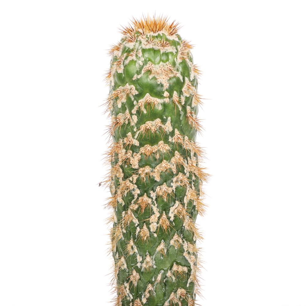 Trichocereus spachianus f. mostruosa Ø14 - immagine 3