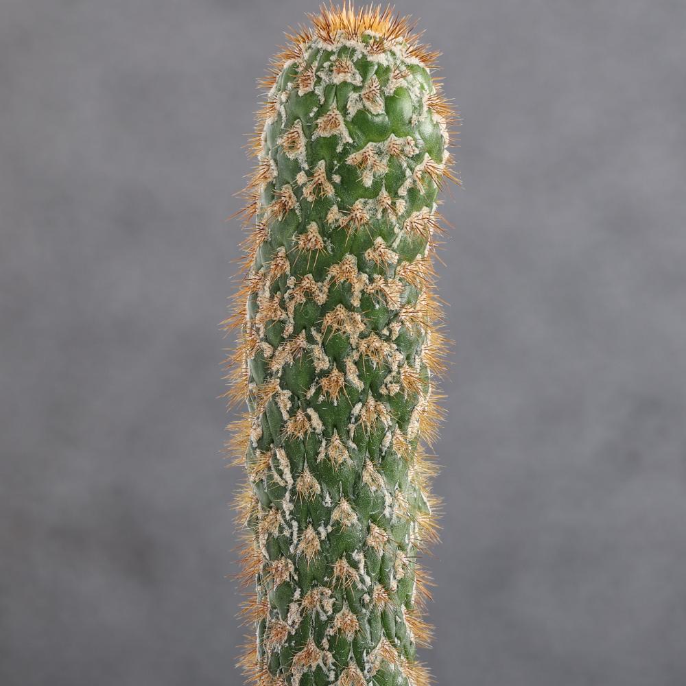 Trichocereus spachianus f. mostruosa Ø14 - immagine 4
