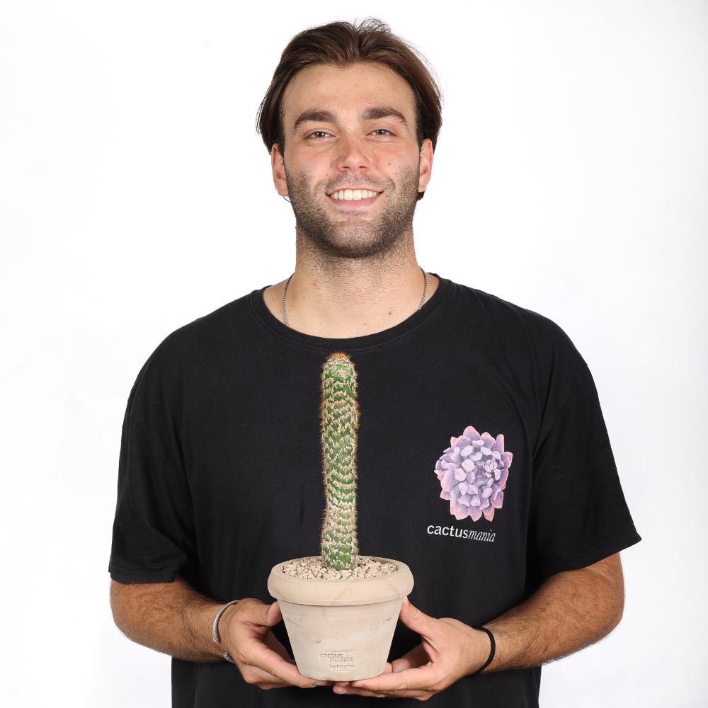 Trichocereus spachianus f. mostruosa Ø14 - immagine 5