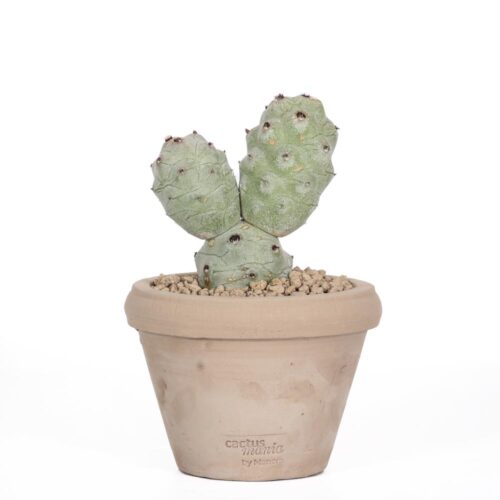 Tephrocactus articulatus v. calvus Ø14