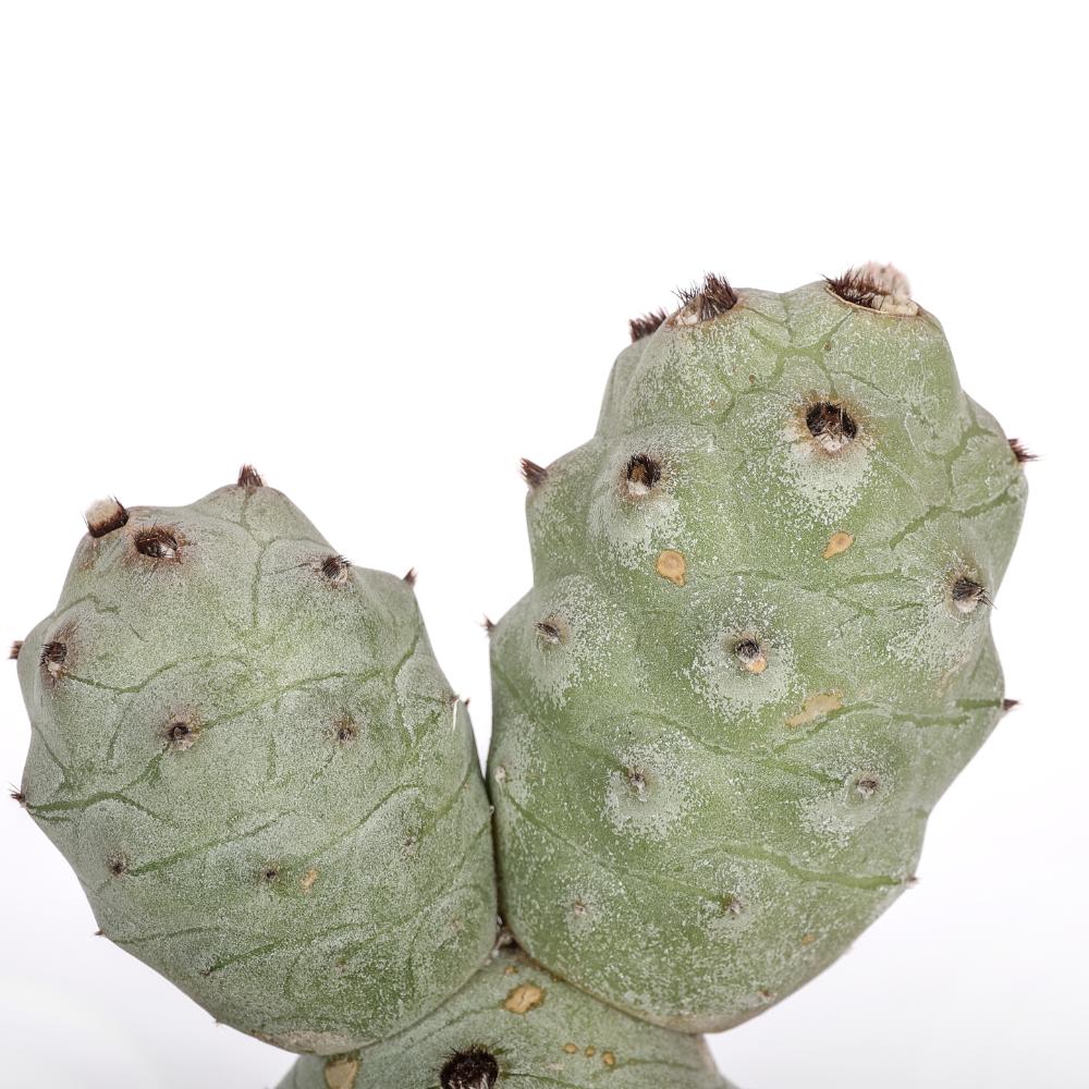 Tephrocactus articulatus v. calvus Ø14 - immagine 3