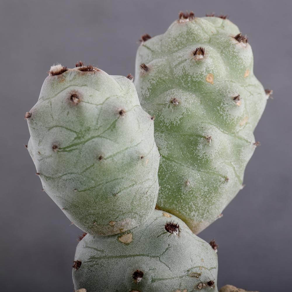 Tephrocactus articulatus v. calvus Ø14 - immagine 4
