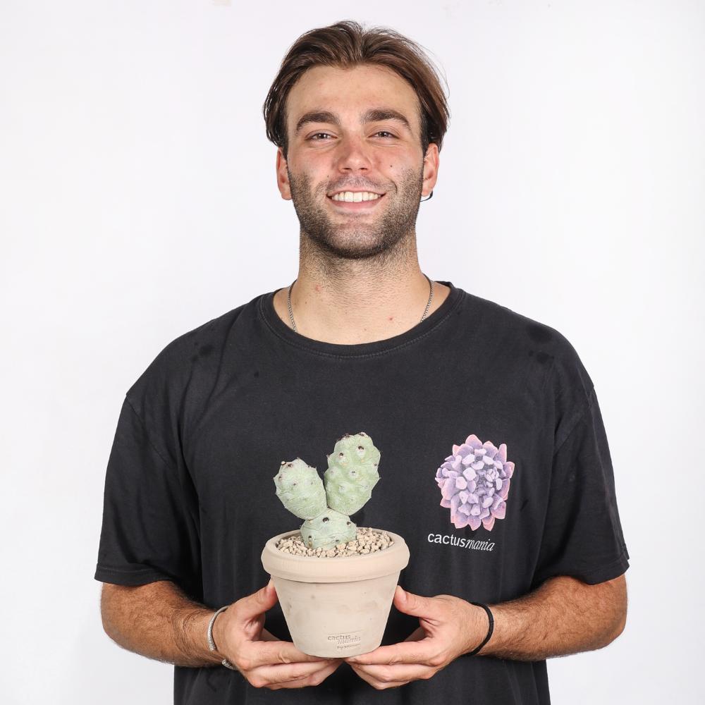 Tephrocactus articulatus v. calvus Ø14 - immagine 5