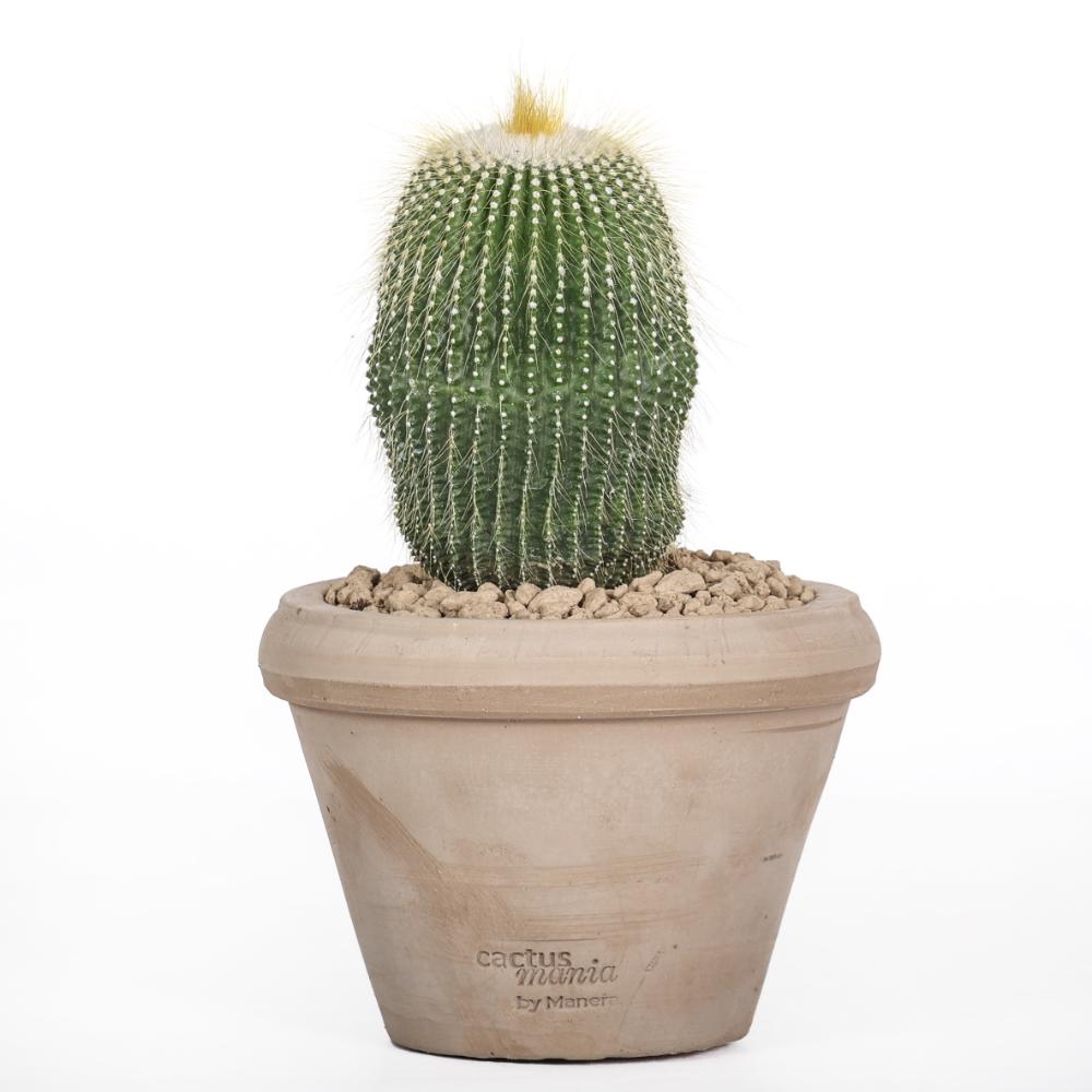 Notocactus leninghausii inermis Ø14