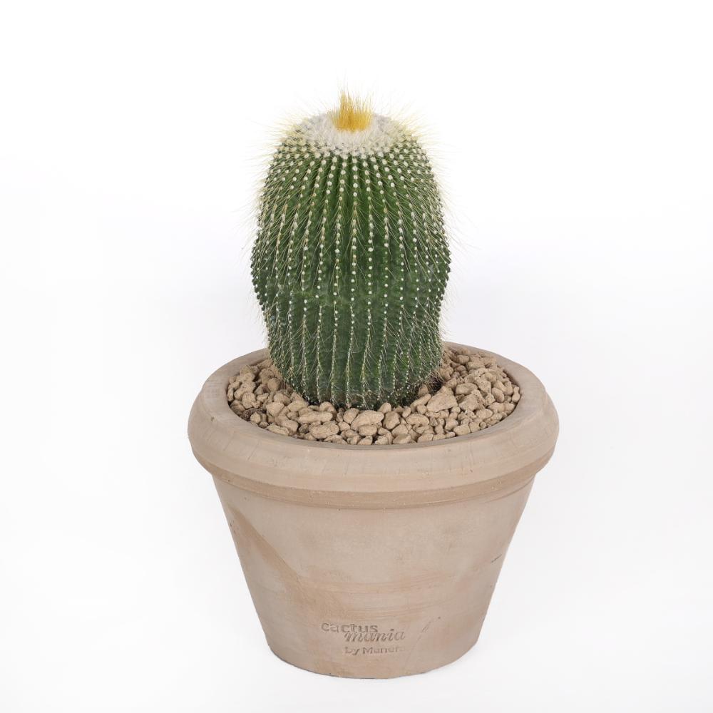 Notocactus leninghausii inermis Ø14 - immagine 2