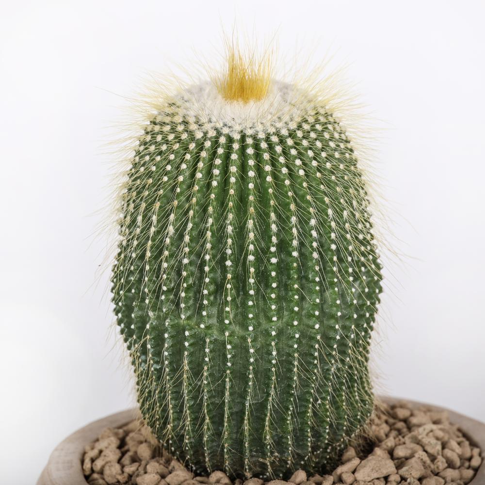 Notocactus leninghausii inermis Ø14 - immagine 3