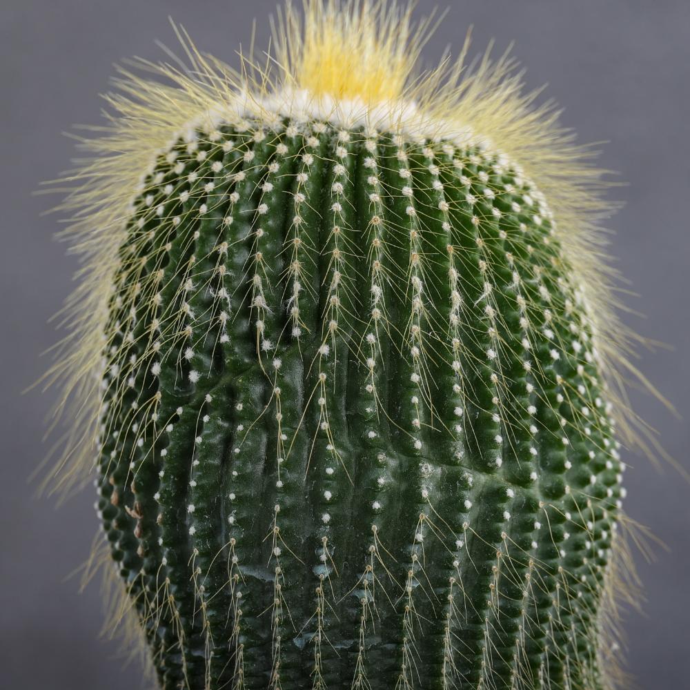 Notocactus leninghausii inermis Ø14 - immagine 5