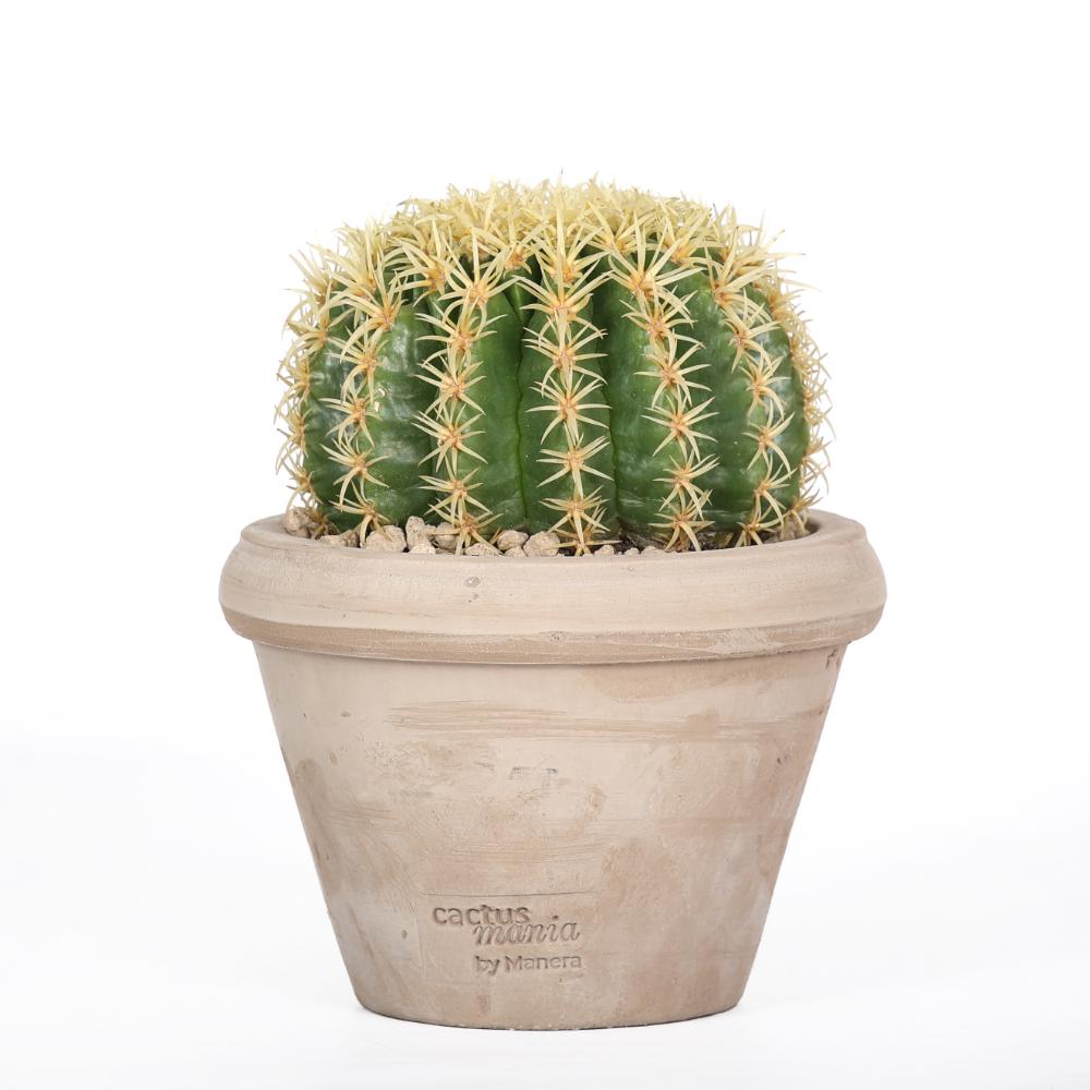 Echinocactus grusonii Ø 14 - immagine 2