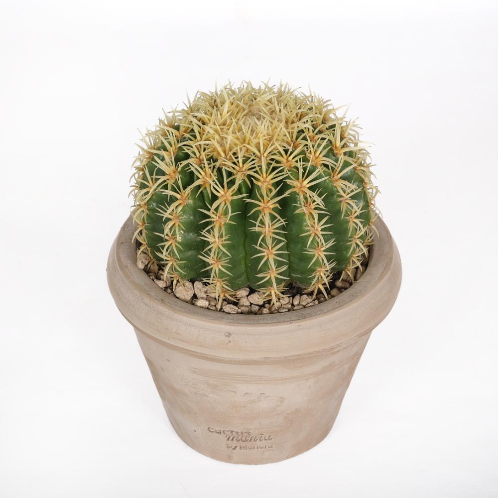 Echinocactus grusonii Ø 14 - immagine 3
