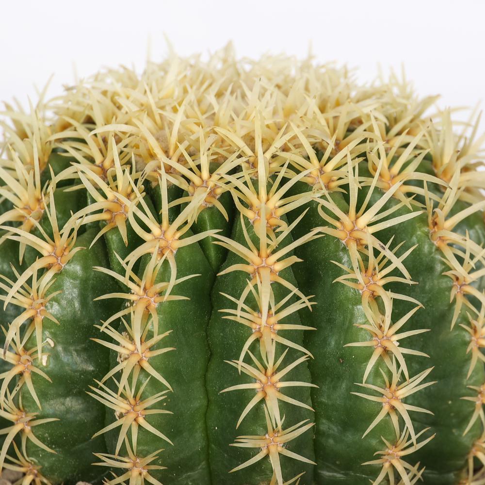 Echinocactus grusonii Ø 14 - immagine 4