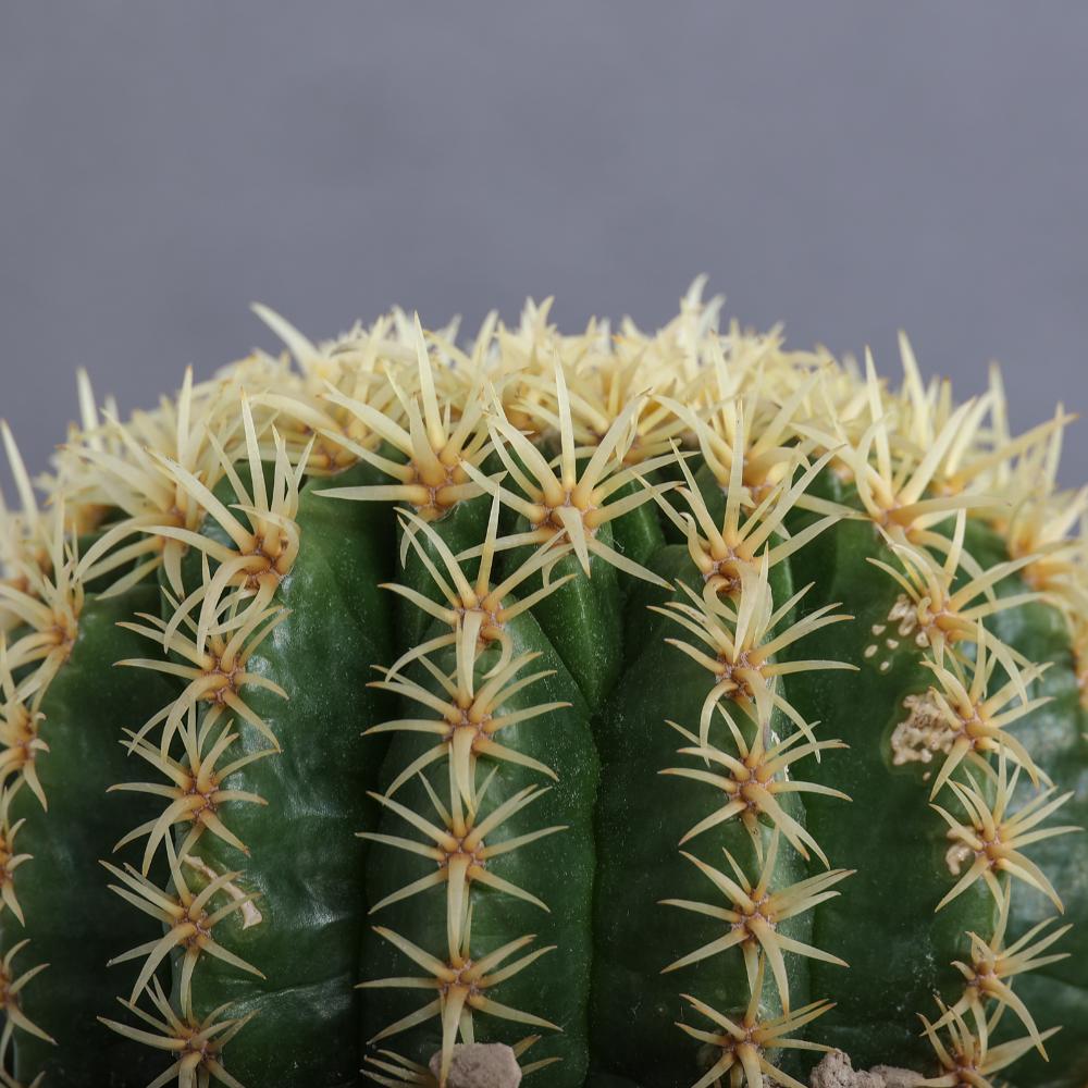 Echinocactus grusonii Ø 14 - immagine 5