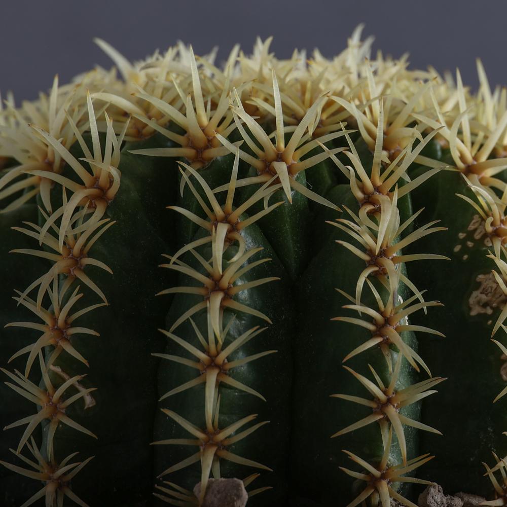 Echinocactus grusonii Ø 14 - immagine 6