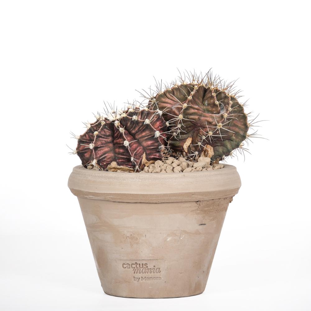 Gymnocalycium mihanovichii Ø 14