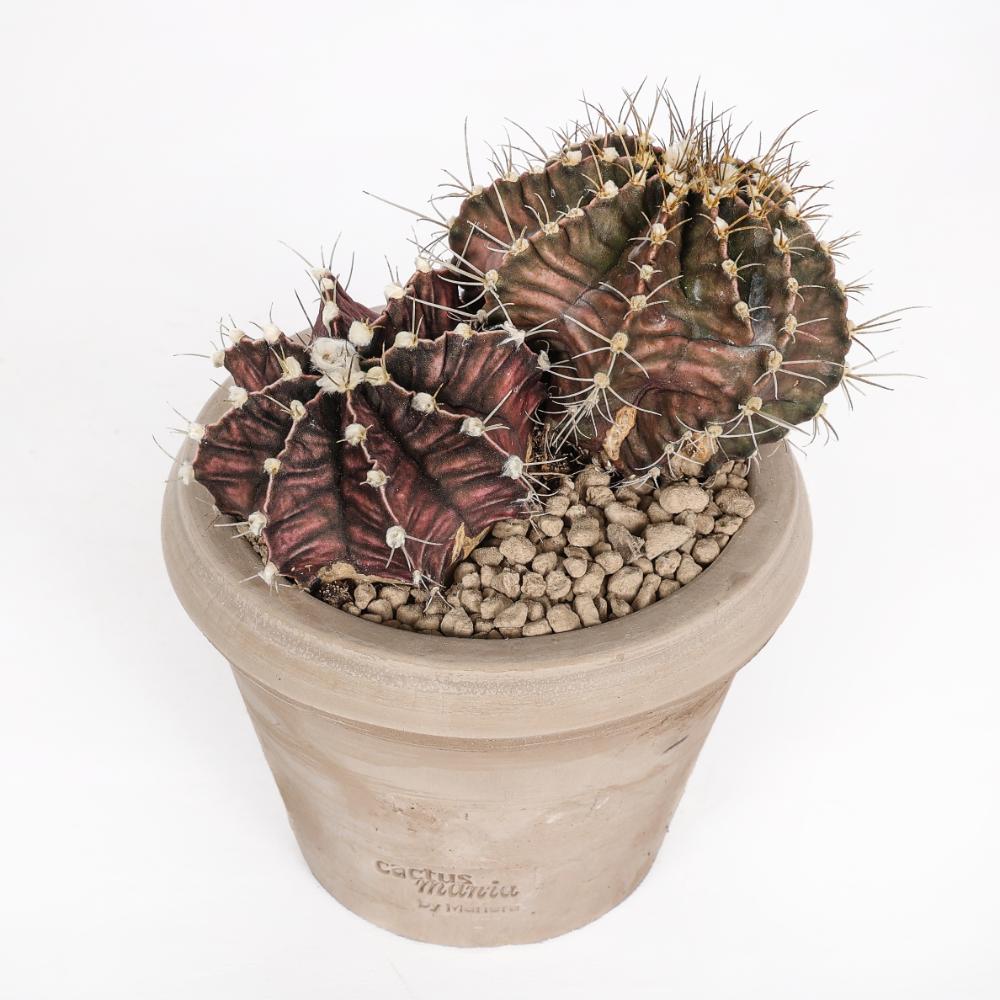 Gymnocalycium mihanovichii Ø 14 - immagine 2