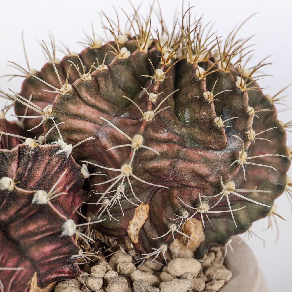 Gymnocalycium mihanovichii Ø 14 - immagine 3