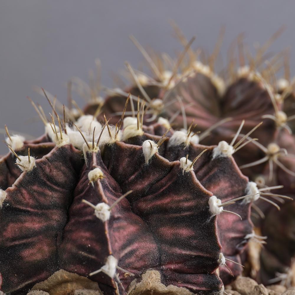 Gymnocalycium mihanovichii Ø 14 - immagine 4