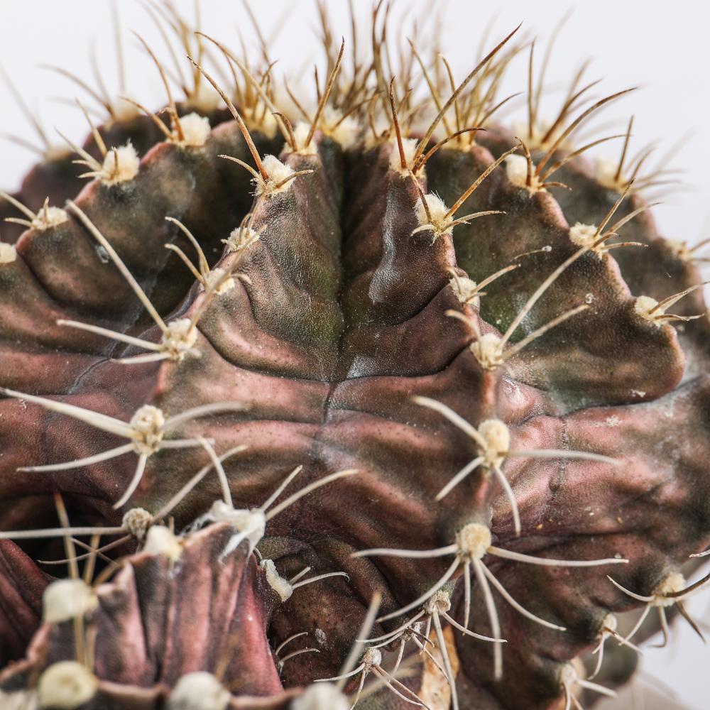 Gymnocalycium mihanovichii Ø 14 - immagine 5