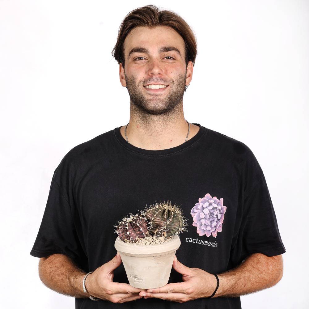 Gymnocalycium mihanovichii Ø 14 - immagine 6