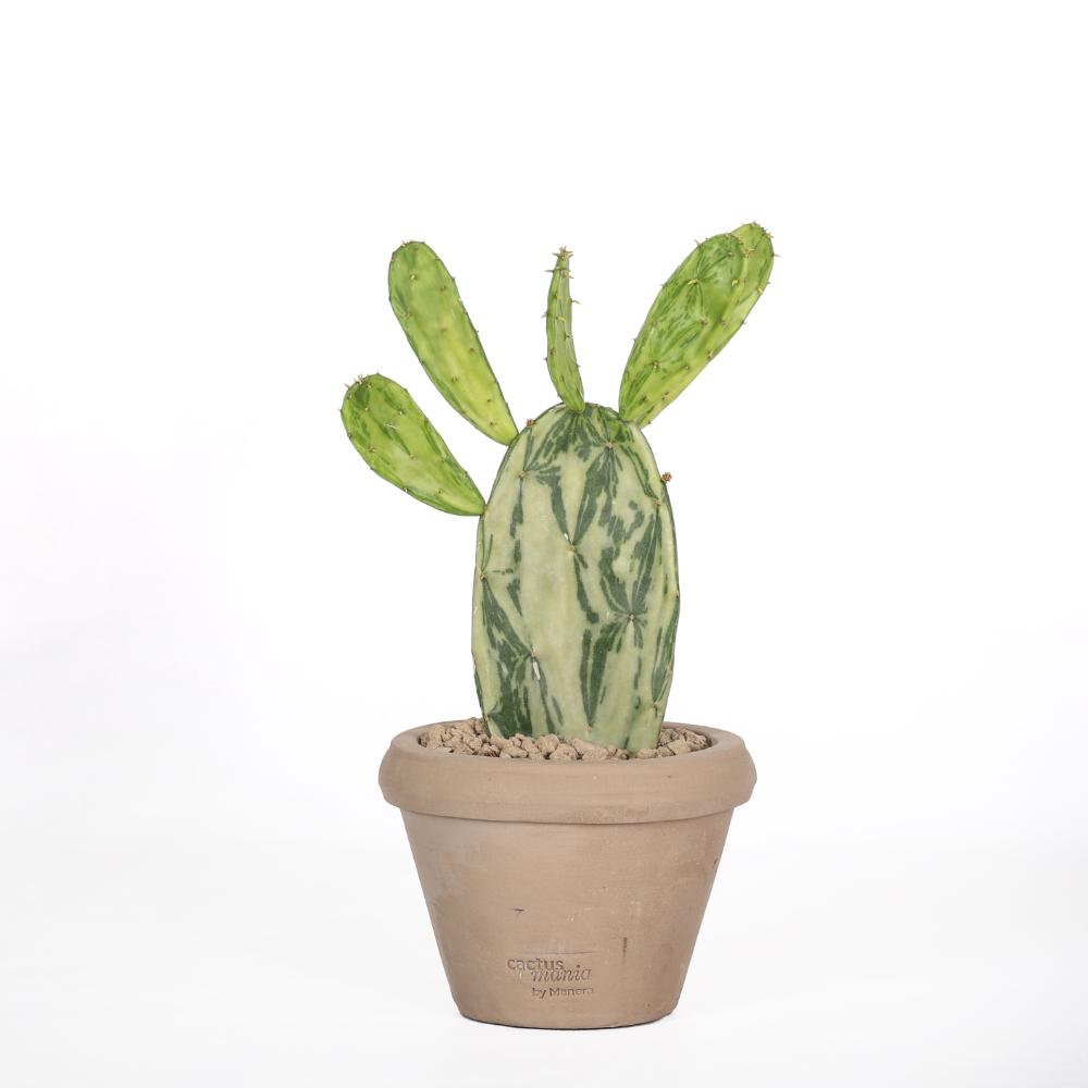 Opuntia cochenillifera f. variegata Ø 14