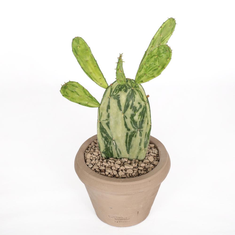 Opuntia cochenillifera f. variegata Ø 14 - immagine 2