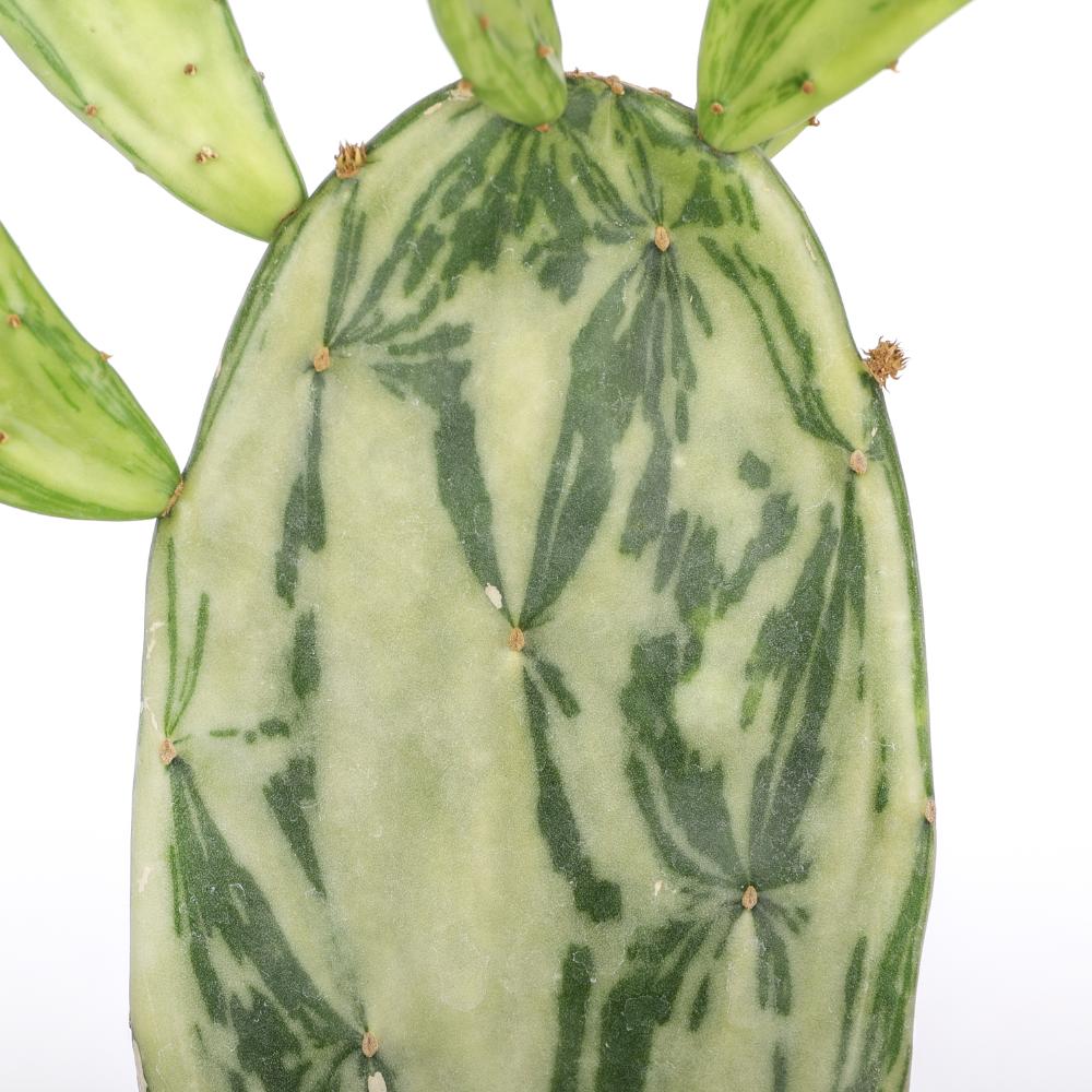 Opuntia cochenillifera f. variegata Ø 14 - immagine 3