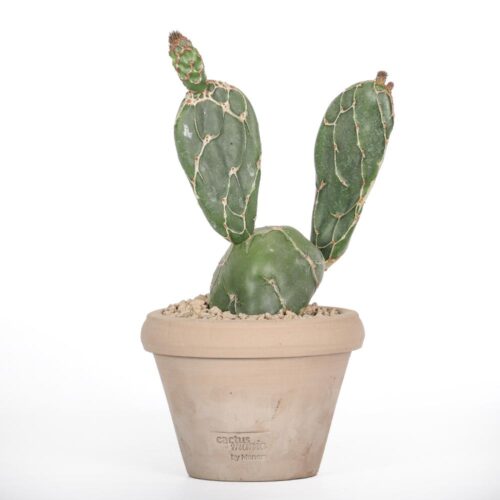 Opuntia zebrina reticulata Ø 14