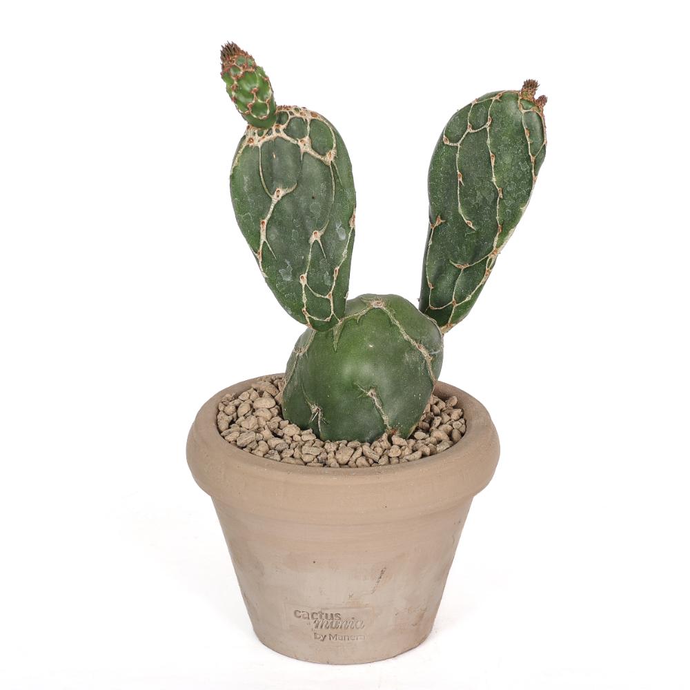 Opuntia zebrina reticulata Ø 14 - immagine 2