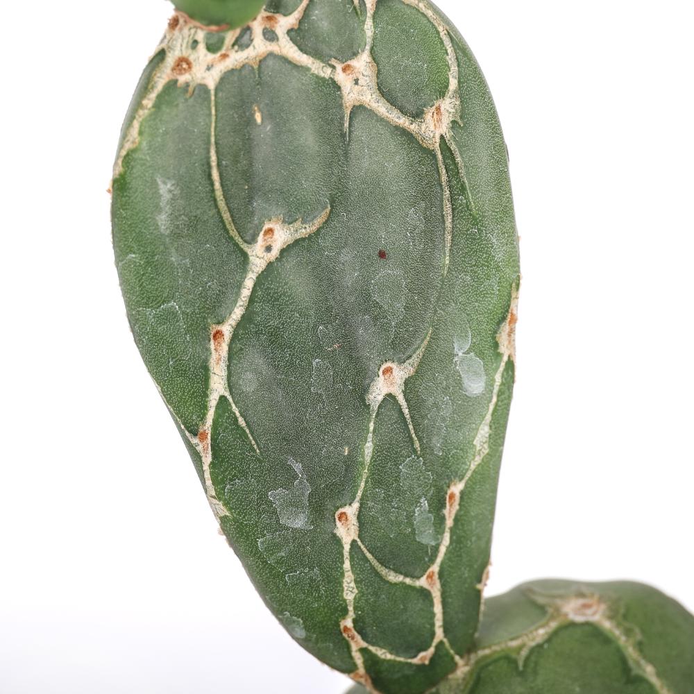 Opuntia zebrina reticulata Ø 14 - immagine 3