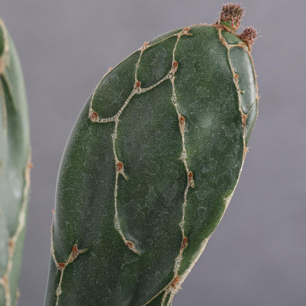 Opuntia zebrina reticulata Ø 14 - immagine 4