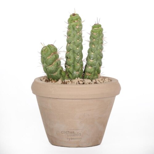 Eulychnia castanea spiralis Ø 14