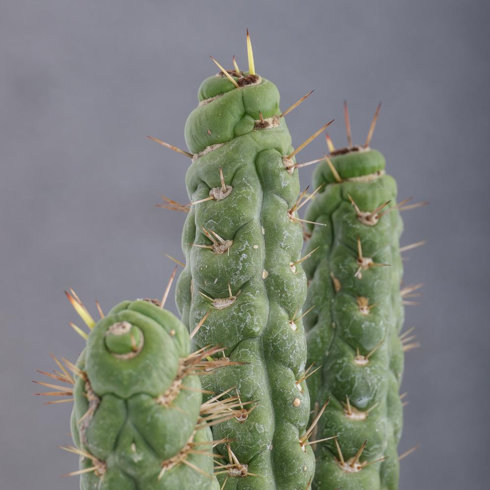Eulychnia castanea spiralis Ø 14 - immagine 4