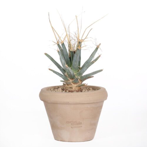 Leuchtenbergia principis Ø 14