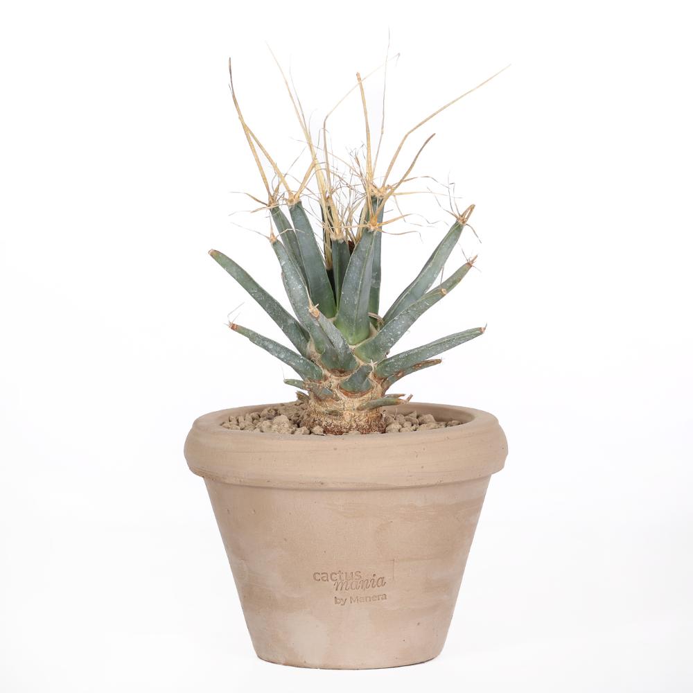 Leuchtenbergia principis Ø 14