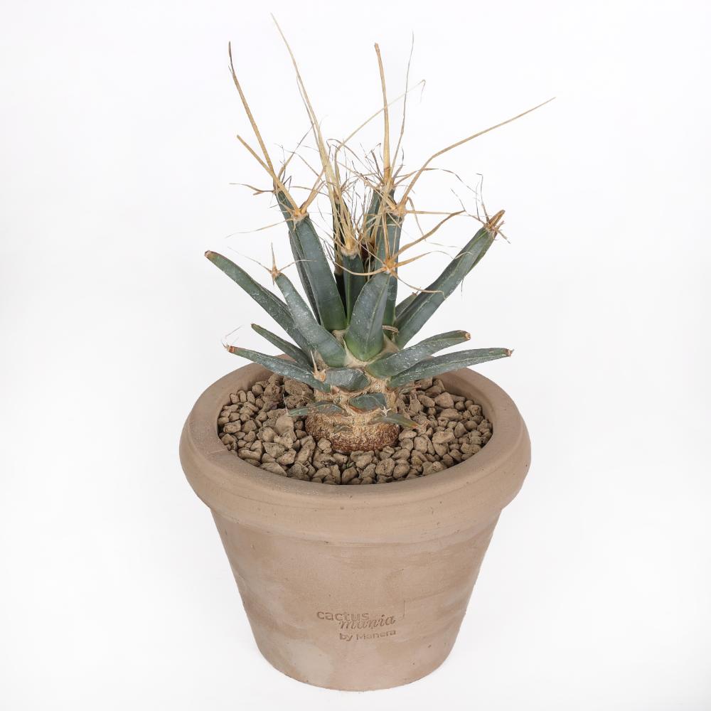 Leuchtenbergia principis Ø 14 - immagine 2