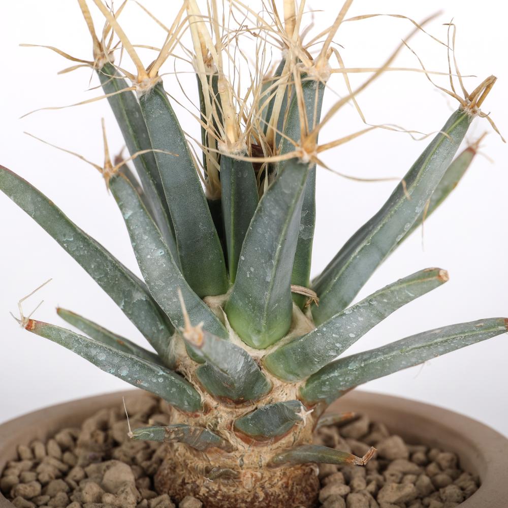 Leuchtenbergia principis Ø 14 - immagine 3