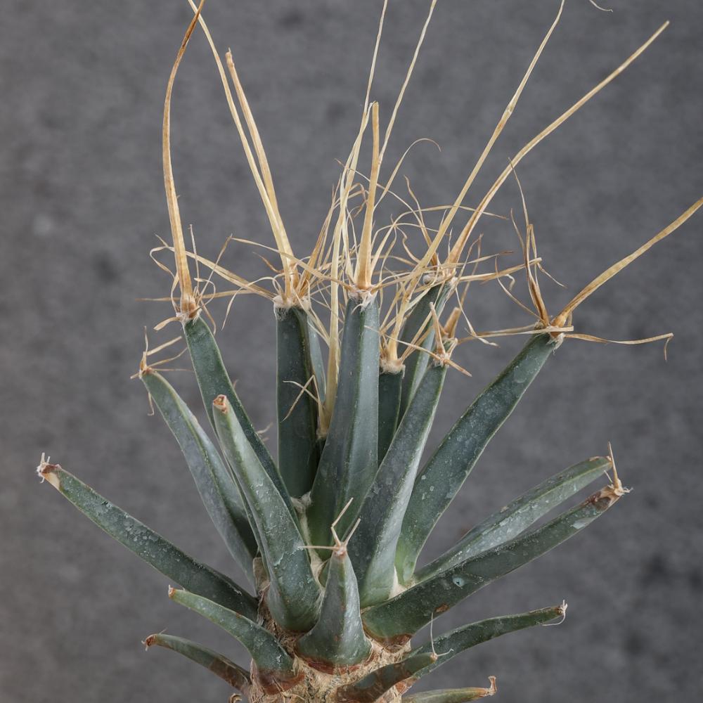 Leuchtenbergia principis Ø 14 - immagine 4